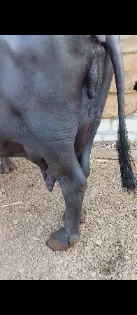 ભૈસ વેચવાની છે