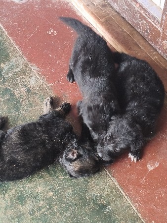 zarman shefard puppies