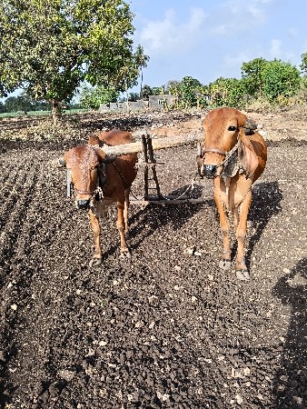 ગોઢલા