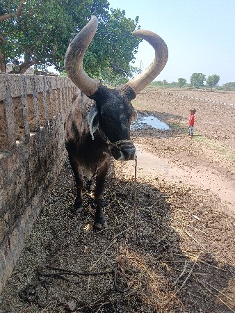 બળદ વહેંચવા નો છે