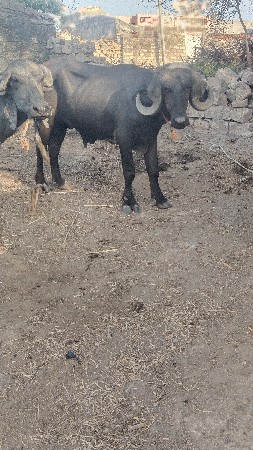 પાડો વેચવાનો છે