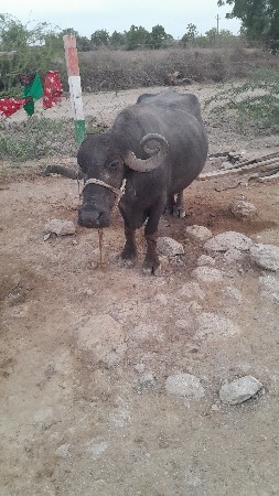 વેચવાની છે