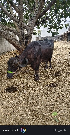 ભેંશ વેચવાની છે