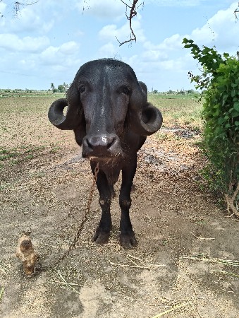 ખડેલી વેચવાની છે