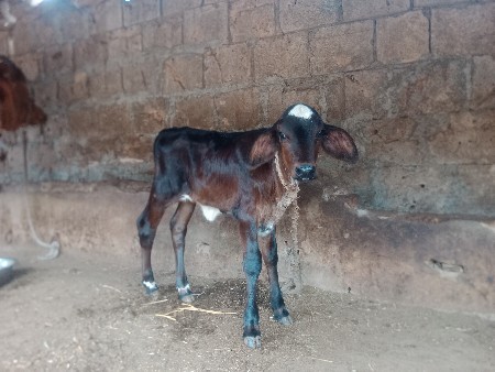 ગીર ગાય