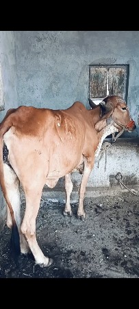 ગાય
