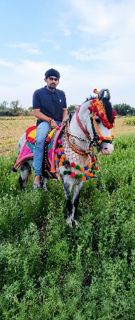 કાઠિયાવાડી ઘોઙી છે કનૈયા ની