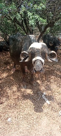 વેચવાની છે