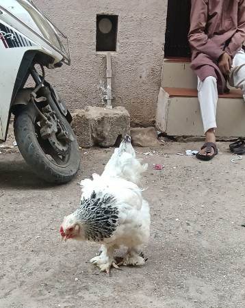 ભારતમાં મરઘાં
