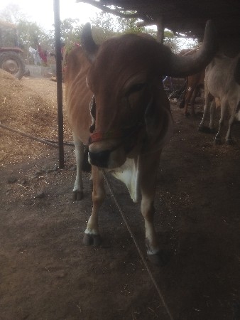 આ બળદ વેચવાના છે