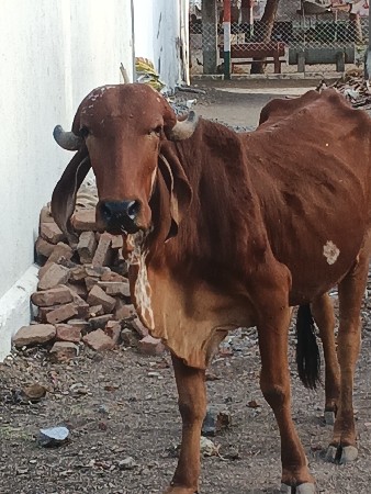 ગીર ઓડકી વેસવાની સે