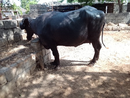 ૧ પેલા વેતર