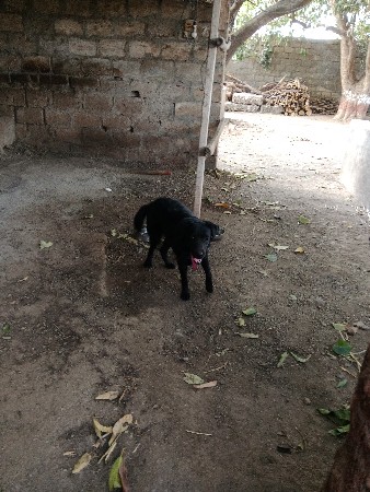 લેબરાફીમેલવેચવાનીછે