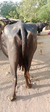 9723197610. ફોન કરો