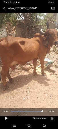 ગીર