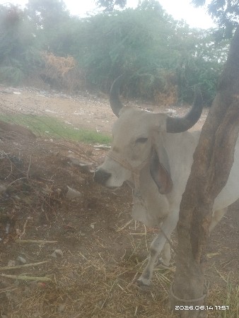 વેચવાની છે
