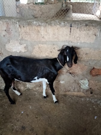 બકરી
