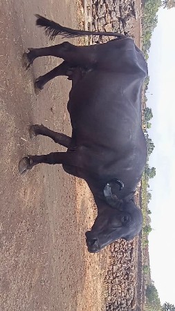 ભેંસ વેચવાની  છે.