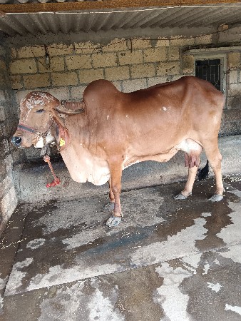 gir gai veshavani she