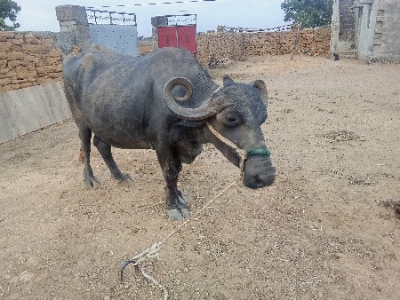 bhes vechvani che