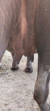 આખડેલી વેચવાની છે
