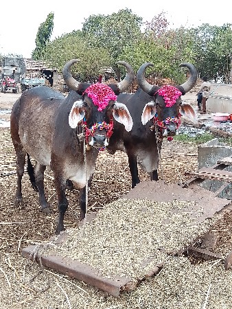 બળદ વેચવાના છે