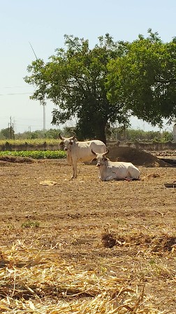 બળદ વેચવાના છે