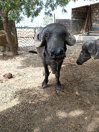 પેલું વેતર ખડાય