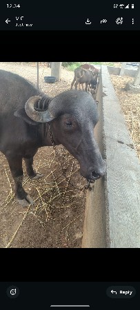 ખડેલુ 3 વરસ નું છે