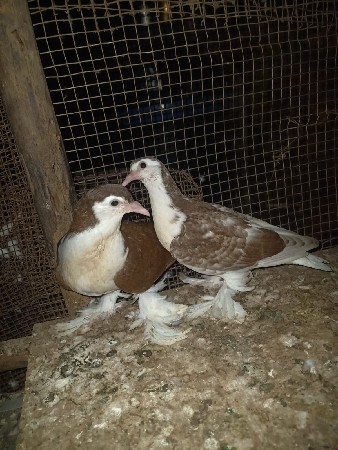 સિરાજ નો જોટો છે