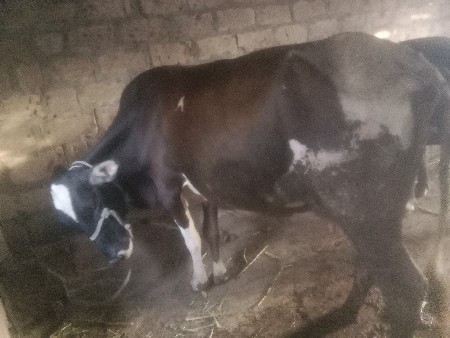 આઓડકીવેસવાનિસેઘાભણસે