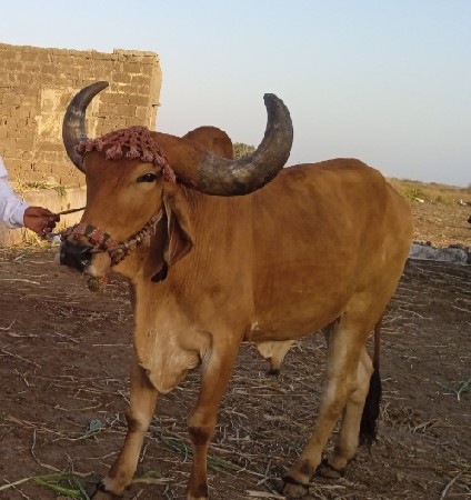 ગોઢલો વેચવાનો છે