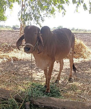 ગીર વાછડી વેચવાની છે