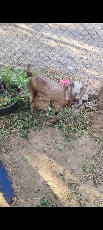 બકરી વેચવાની છે રાજેસ્તની