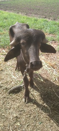 જાફરાબાદી પાડો