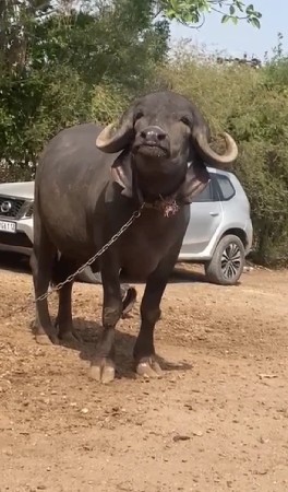 9 mahina ni gabhni