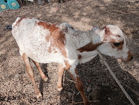 કાબરી વાછડીવેચવાની છે 6 મહીના ની