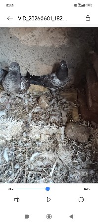 8 નંગ છે