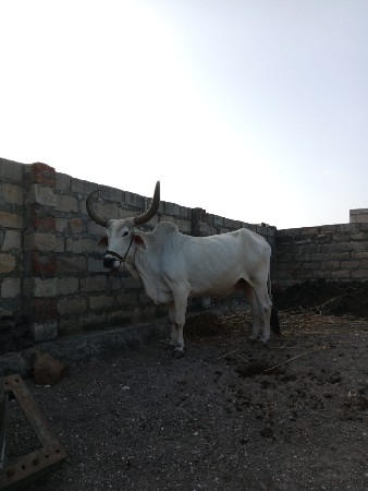 આ બળદ વેચવાનો છે