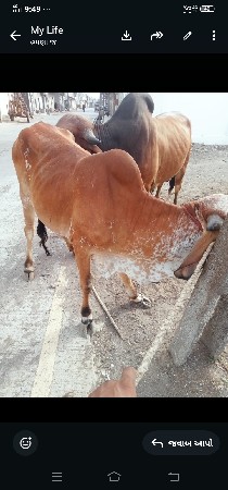 હોડકીવેસવાનીસે