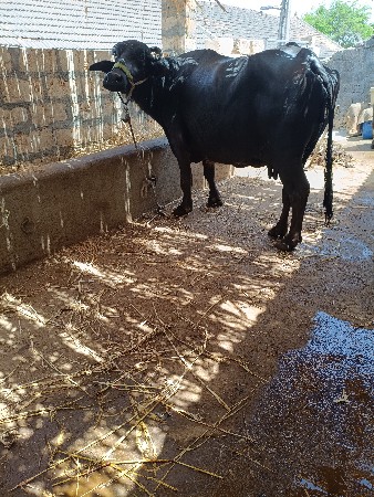 ખડેલી. વેસવાનીસે.