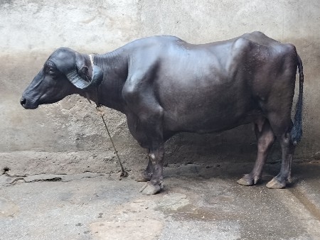 જાફરાબાદી વેચવાની.