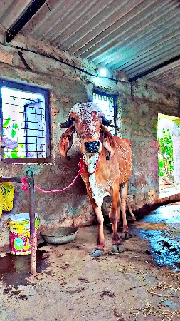 ગીર હોડકી વેચવાની છે