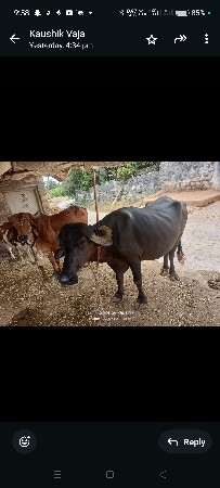 ભેસ