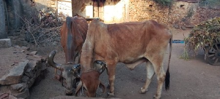 બરદવેશવાછે