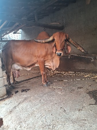 ગીર ગાય વેચવાની છે.