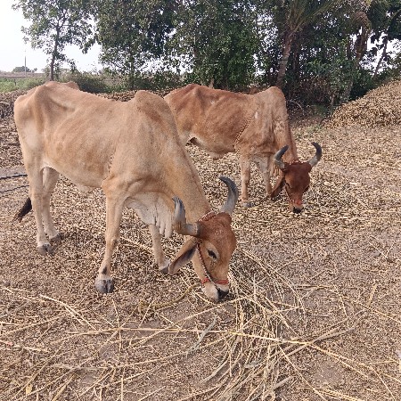 બળદ‌ વેચવાના‌ છે