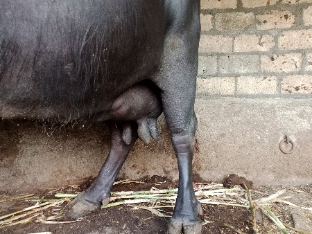 ભેંસ વેચવાની છે
