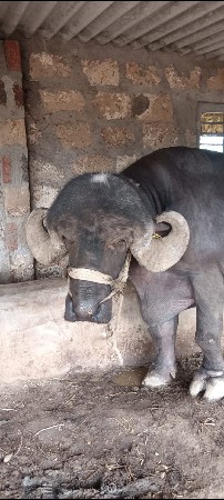 આ પાડો વેચવા છે