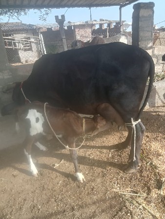 બે. જરશીગાય